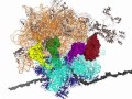 Ribozyme rRNA visual computer animation