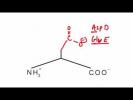 Memorize the 20 amino acids in 20 minutes - Part 2